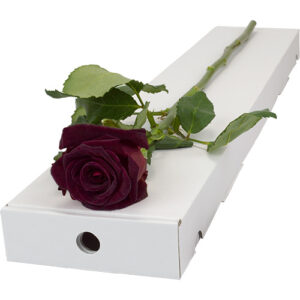 Single Letterbox Black Baccara Rose
