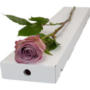 Single Letterbox Lilac Rose