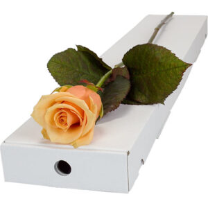 Single Letterbox Peach Rose