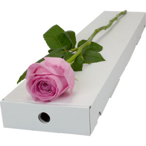 Single Letterbox Pink Rose