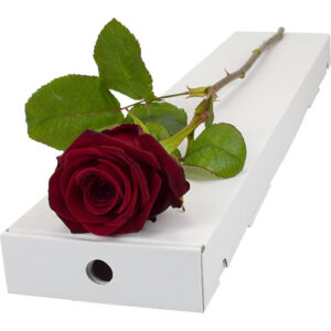 Single Letterbox Red (Naomi) Rose
