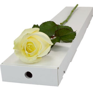 Single Letterbox White (Avalanche) Rose