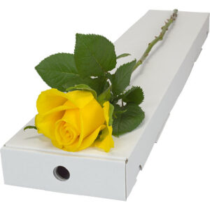 Single Letterbox Yellow Rose