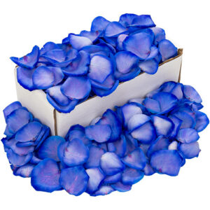 Box of Fresh Blue Rose Petals